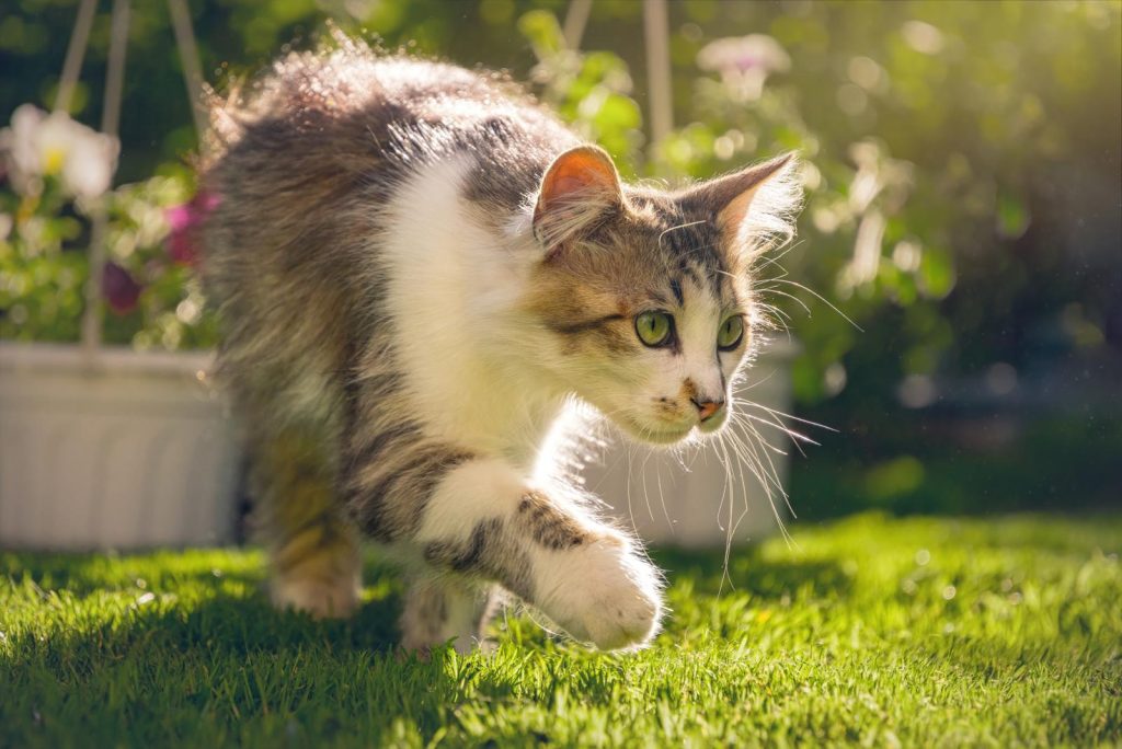 Come allontanare i gatti dal giardino?