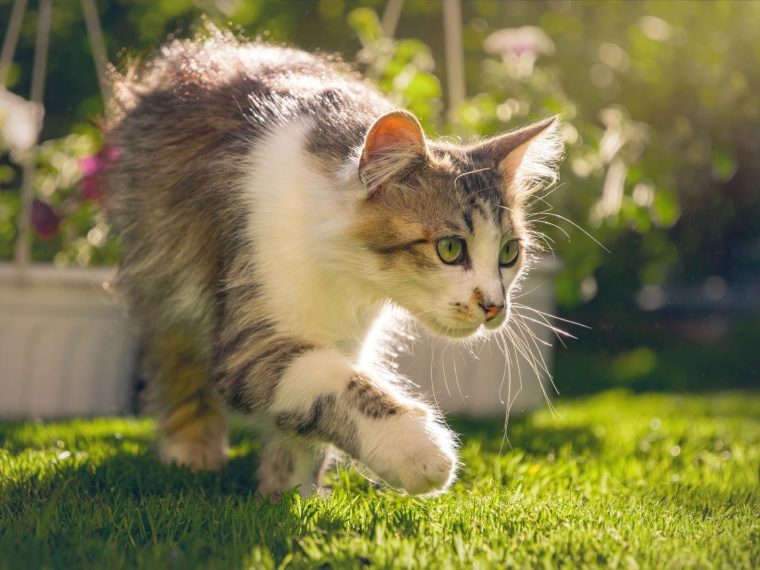 Come allontanare i gatti dal giardino?