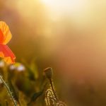 Come eliminare i moscerini in casa in modo naturale: strategie efficaci senza chimici