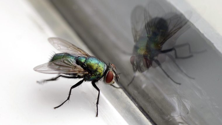 Come trovare un nido di mosche in casa